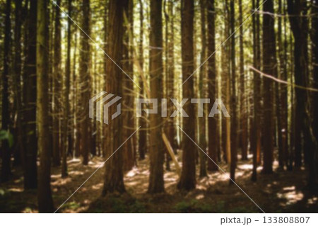 Tree trunks on field in forest 133808807