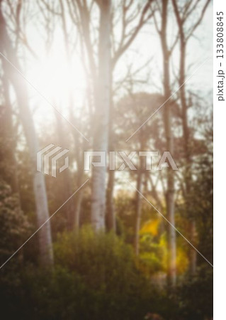 Sunlight falling on trees 133808845