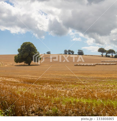 Solitary broadleaf tree is standing in flat design farmland scene, showing white hay bales 133808865