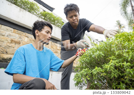 Two Indonesian southeast asian gardeners men using pruning shears to trim the bush in the backyard. Gardening work Two Indonesian southeast asian gardeners men using pruning shears to trim the bush in the backyard. Gardening work 133809042