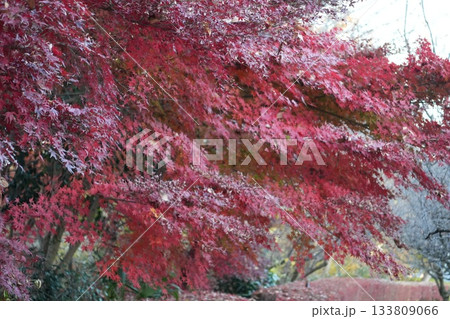 紅葉　紅葉 133809066
