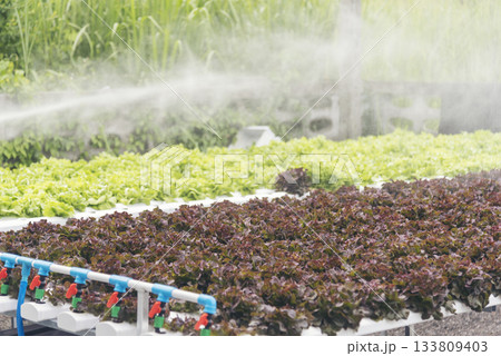 Banner fresh Red Oak Leaf Lettuce organic hydroponic vegetable plantation produce red salad hydroponic farm. Panorama red oak lettuce salad in Organic Farm. Salad farm vegetable with copy space Banner fresh Red Oak Leaf Lettuce organic hydroponic vegetable plantation produce red salad hydroponic farm. Panorama red oak lettuce salad in Organic Farm. Salad farm vegetable with copy space 133809403