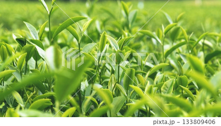 Green tea tree leaves field young tender bud herbal Green tea tree in camellia sinensis organic farm. Close up Fresh Tree tea plantations mountain green nature in herbal farm plant background morning 133809406