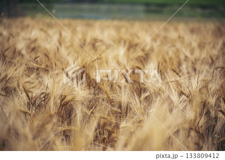 Dry barley golden field pasture farmland. Barley wheat agriculture field ingredient for bread grain cultivated in produce agricultural. Ripe barleys on evening sunset. cultivated natural farmland Dry barley golden field pasture farmland. Barley wheat agriculture field ingredient for bread grain cultivated in produce agricultural. Ripe barleys on evening sunset. cultivated natural farmland 133809412