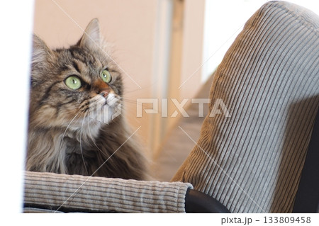 椅子の上に座る猫 椅子の上に座る猫 133809458