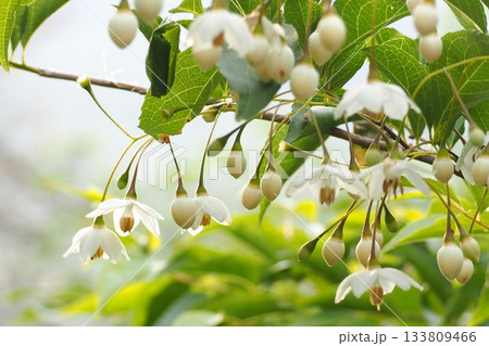 夕方のエゴノキ 夕方のエゴノキ 133809466