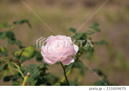 バラ 133809670