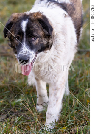 Bulgarian Shepherd, Karakachan Dog Portrait 133809763