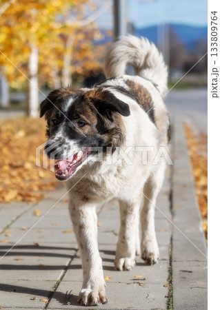 Bulgarian Shepherd, Karakachan Dog Portrait 133809764