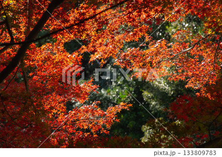 小石川後楽園の紅葉 133809783