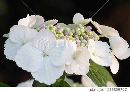 白い紫陽花 白い紫陽花 133809797