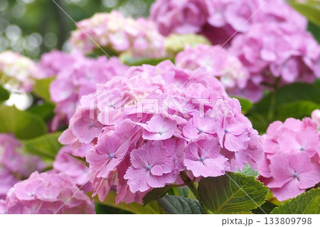 ピンクの紫陽花 ピンクの紫陽花 133809798