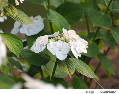白い紫陽花 白い紫陽花 133809802