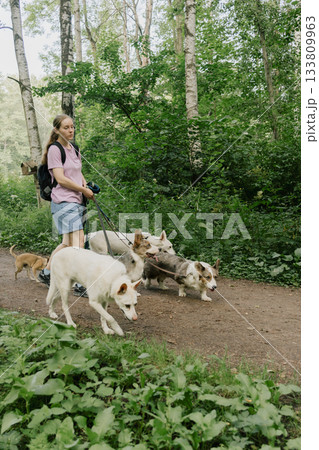 woman walks pack of dogs on leashes in a park. dog sitter, dog handler, trains pets.  133809963