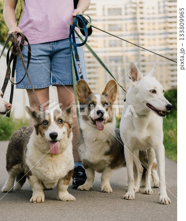 woman is professional dog walker and trainer keeps animals on leash. Dogs of different sizes breeds. woman is professional dog walker and trainer keeps animals on leash. Dogs of different sizes breeds. 133809965
