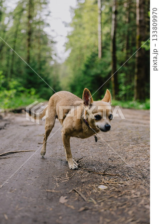 small dog on three paws stands on forest road overgrown with grass. pet is wearing a sweater. small dog on three paws stands on forest road overgrown with grass. pet is wearing a sweater. 133809970