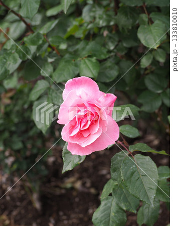 ピンクのバラの花 133810010