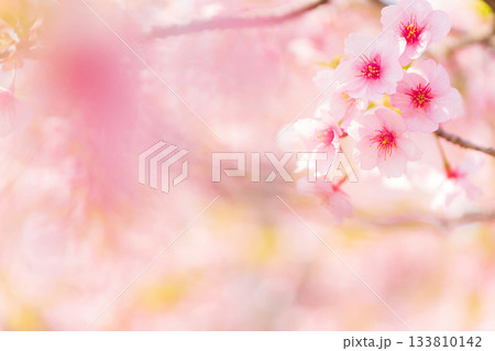 桜・春 イメージ 133810142