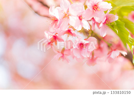 桜・春 イメージ 133810150