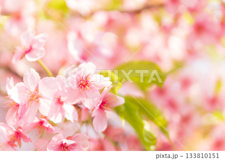 桜・春 イメージ 桜・春 イメージ 133810151