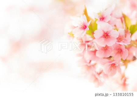 桜・春 イメージ 133810155