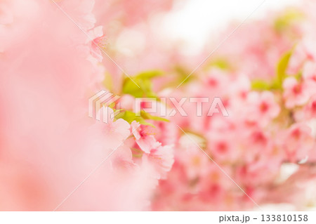 桜・春 イメージ 133810158