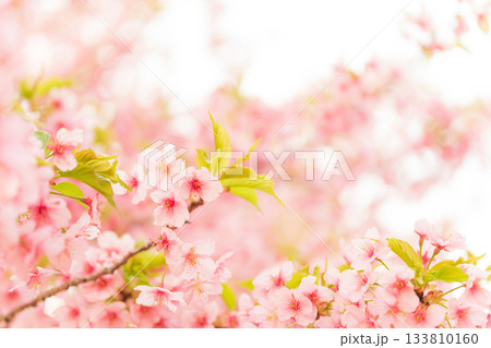 桜・春 イメージ 桜・春 イメージ 133810160