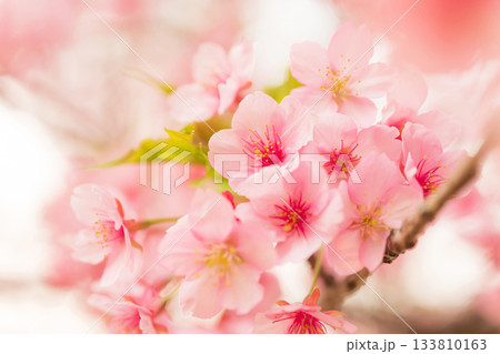 桜・春 イメージ 133810163