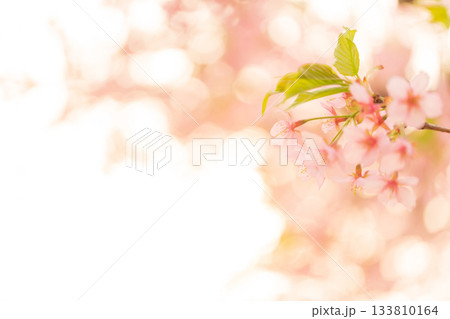 桜・春 イメージ 133810164