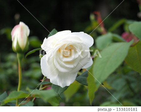 白いバラ 133810181