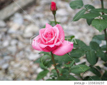 ピンクのバラ 133810237