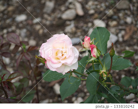 ピンクのバラ 133810242
