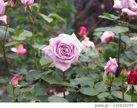 薄紫の薔薇の花 133810243