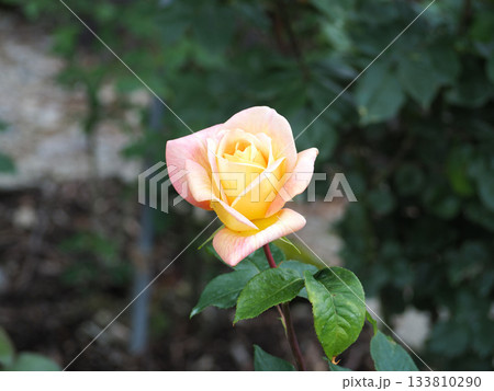 黄色いバラ 133810290