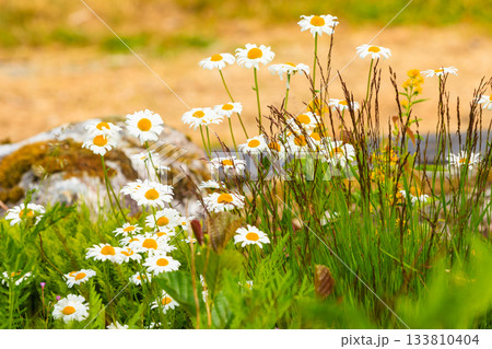 Meadow with white flowers. Spring or summer time. Meadow with white flowers. Spring or summer time. 133810404