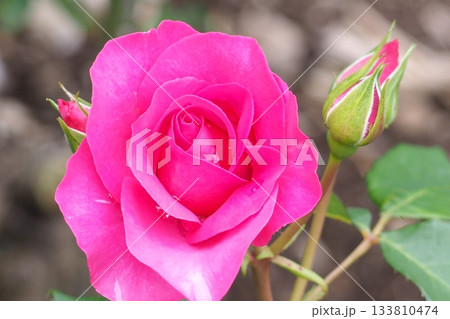 濃いピンクのバラ 133810474