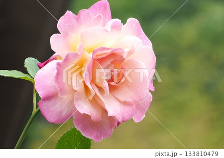 薔薇園にピンク色の薔薇の花が咲いています 133810479