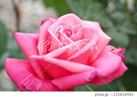 ピンクのバラの花 ピンクのバラの花 133810483