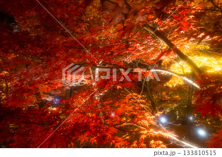 京都 南禅寺・永観堂の紅葉ライトアップ 京都 南禅寺・永観堂の紅葉ライトアップ 133810515