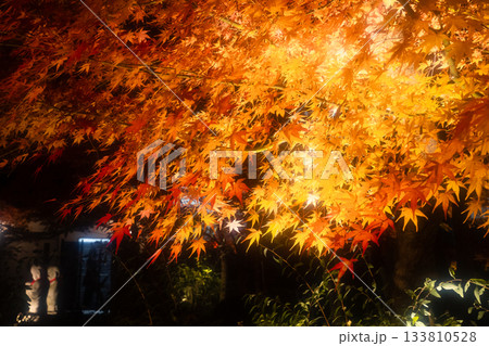京都 南禅寺・永観堂の紅葉ライトアップ 京都 南禅寺・永観堂の紅葉ライトアップ 133810528
