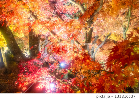 京都　南禅寺・永観堂の紅葉ライトアップ 133810537