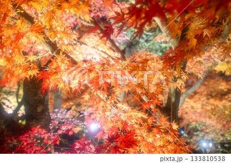 京都　南禅寺・永観堂の紅葉ライトアップ 133810538