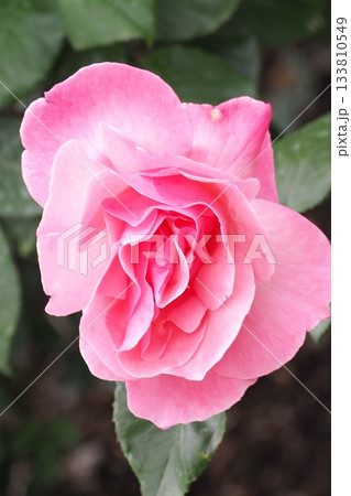 ピンク色の薔薇の花が咲いています 133810549
