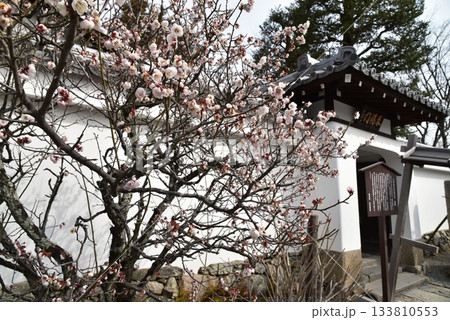 梅の花咲く天龍寺の慈濟院 梅の花咲く天龍寺の慈濟院 133810553