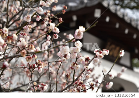 梅の花咲く天龍寺の慈濟院 梅の花咲く天龍寺の慈濟院 133810554