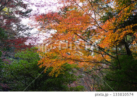安芸の宮島・紅葉の紅葉谷公園 安芸の宮島・紅葉の紅葉谷公園 133810574