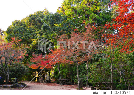 安芸の宮島・紅葉の紅葉谷公園 安芸の宮島・紅葉の紅葉谷公園 133810576