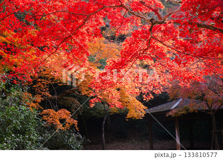 安芸の宮島・紅葉の紅葉谷公園 安芸の宮島・紅葉の紅葉谷公園 133810577