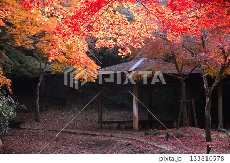 安芸の宮島・紅葉の紅葉谷公園 133810578