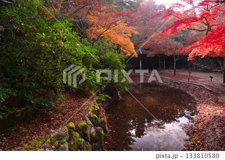 安芸の宮島・紅葉の紅葉谷公園 安芸の宮島・紅葉の紅葉谷公園 133810580